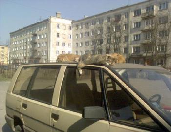 Картинки