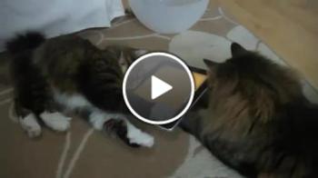 Котки играят с Ipad