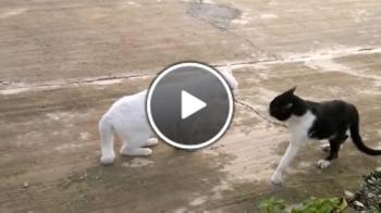 Каращи Се Котки