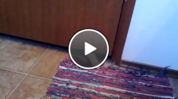 Котка Краде Килимче