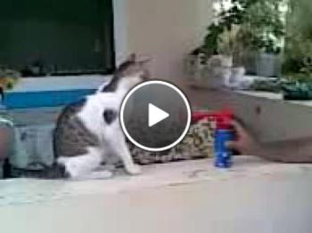 Как се плаши котка със силен звук